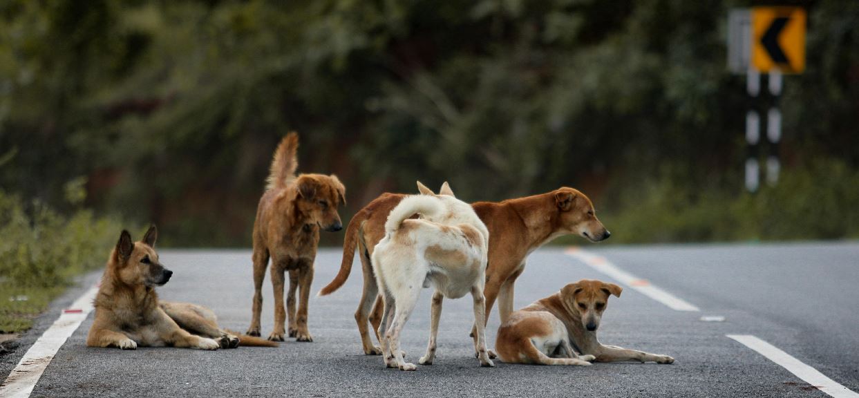 Supreme Court Refuses to Relax Stray Dog Order; Aggressive Rabid Dogs May Face Euthanasia